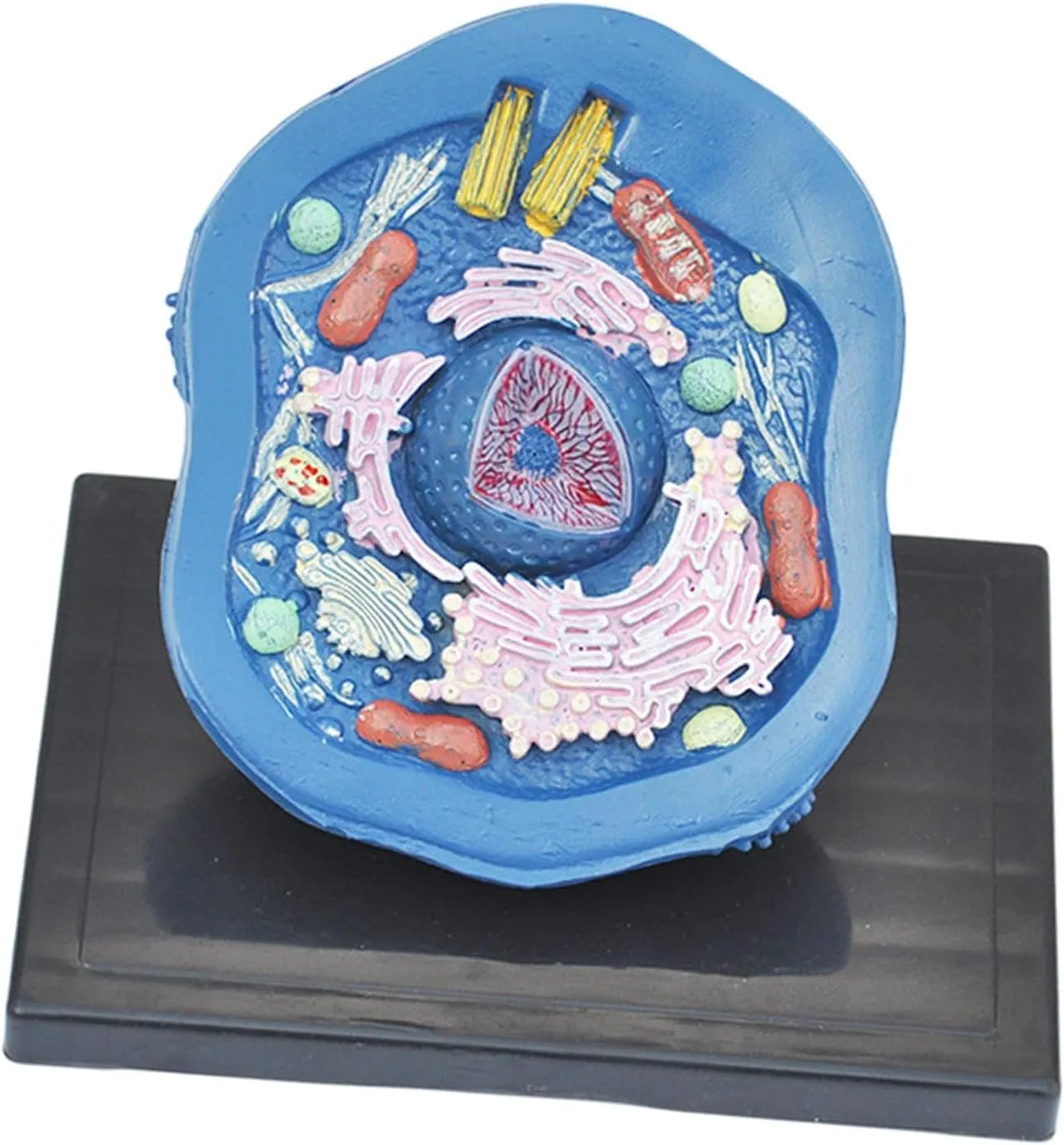 Animal Anatomy Model Biology Science Kit for Study Classroom Learning