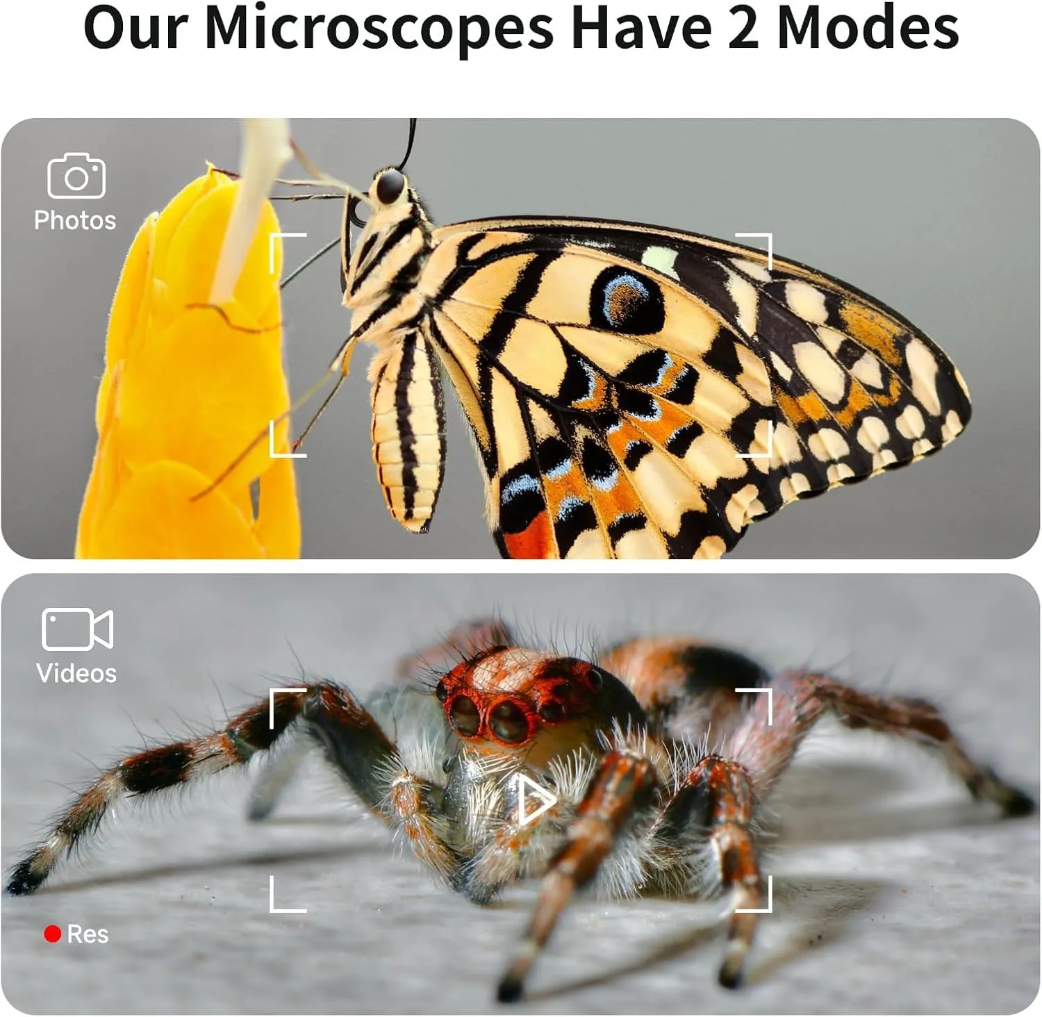 BEAVERLAB Microscope, Digital Microscopewith 4.3" IPS Screen, Coin Microscope with 8 Adjustable LED Lights, 1080P Coin Magnifier Compatible with iPhone Android Computer