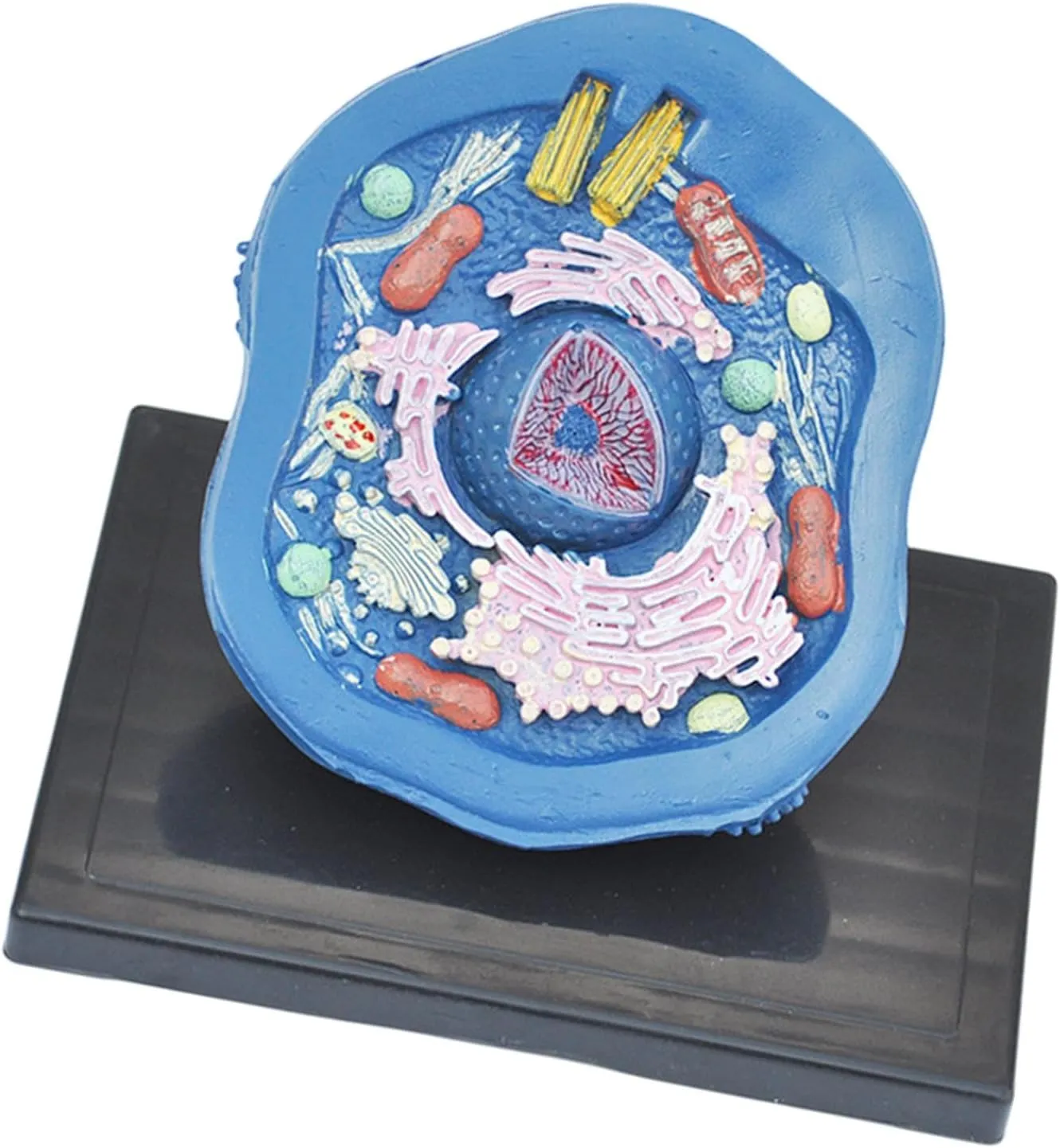 DYNWAVE Animal Cellular Model Teaching Model View Major Organelles Clearly Anatomical Model Biology Science Kit for Classroom Display