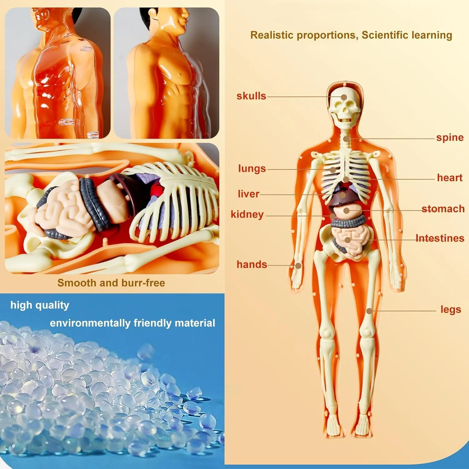 Human Body Model for Kids Anatomy Plastic DIY Skeleton Toy 3D Anatomy Kit Educational Science Kit