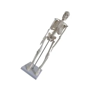 Medical Skeleton Model Human Skeleton Movable Arms and Legs for Anatomy Study and Yoga Portable Educational Tool for Students and Professionals