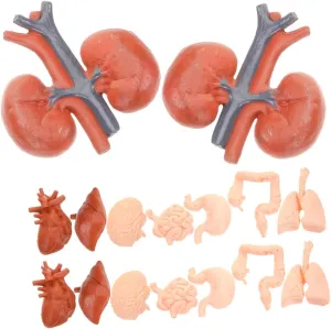 SUPVOX 2 Sets Montessori Human Organ Model of Life Anatomy Models for Includes Heart Stomach Lungs Liver Kidneys Interactive Learning Tools for Classroom and Home Use