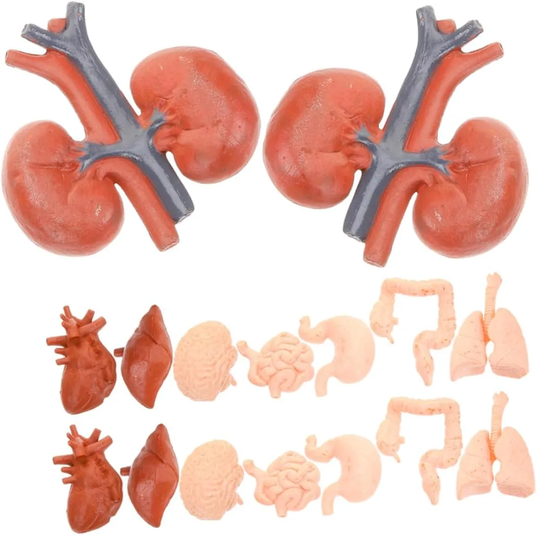 SUPVOX 2 Sets Montessori Human Organ Model of Life Anatomy Models for Includes Heart Stomach Lungs Liver Kidneys Interactive Learning Tools for Classroom and Home Use